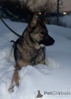 Дополнительные фото: Ласковая девочка Алиса ищет своих родителей!