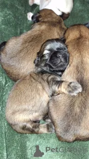 Фото №1. лхасский апсо, ши-тцу - купить в Даугавпилсе за 64937₽. Объявление №139033