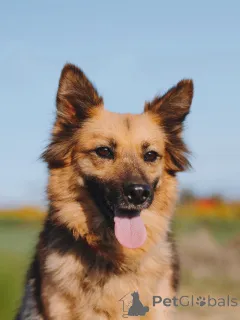 Фото №4. Продажа беспородную в Воронеже частное объявление - цена Бесплатно