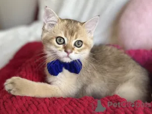 Дополнительные фото: Очаровательные котята Scottish Kilt Straight