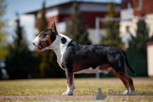 Фото №3. Бультерьер FCI.  Польша