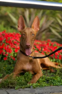 Фото №3. Pharaoh Hound Puppy Boy.  Чехия