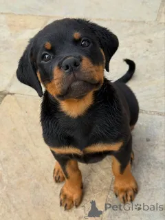 Фото №3. Entzückende Rottweiler-Welpen suchen einliebevolles Zuhause!.  Германия