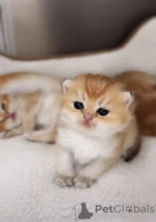 Фото №2 к объявлению №151264 о продаже британская короткошёрстная - купить в Чехии из питомника, заводчик