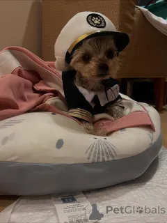 Фото №1. йоркширский терьер - купить в Мелджин за 51022₽. Объявление №163332