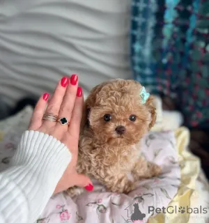 Фото №1. мальтипу - купить в Вена за договорная. Объявление №166908