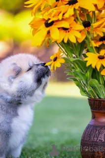 Фото №4. Продажа акита-ину в Алитусе заводчик - цена 185534₽