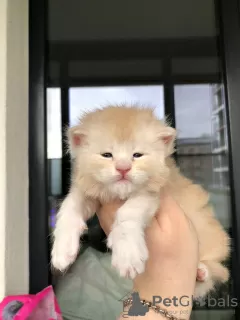 Дополнительные фото: котенок мейн-кун для переселения