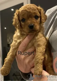 Фото №2 к объявлению №151110 о продаже золотистого ретривера - купить в Австралии заводчик