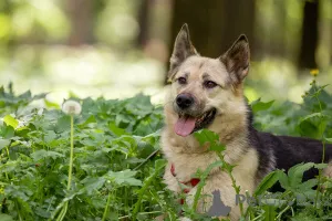 Фото №1. беспородная - купить в Москве реке за Бесплатно. Объявление №149175