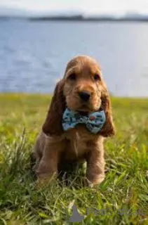 Фото №2 к объявлению №166966 о продаже английского кокер-спаниеля - купить в Франции частное объявление, заводчик