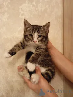 Дополнительные фото: Котенок Кася ищет дом!