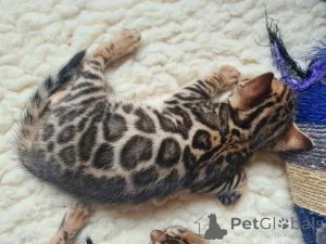 Фото №2 к объявлению №153207 о продаже бенгальская - купить в Швеции частное объявление