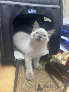 Фото №1. невская маскарадная - купить в В Людвигсфелле за 32468₽. Объявление №148358