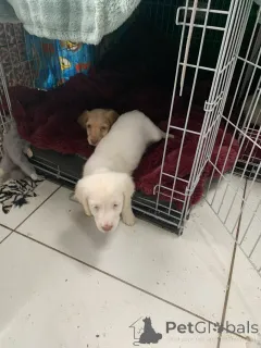 Дополнительные фото: Потрясающий помет кросс-щенков золотистого ретривера и кокер-спаниеля