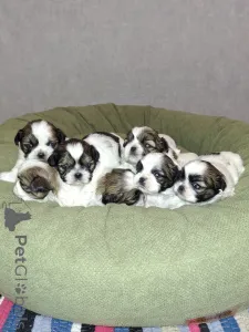 Фото №1. лхасский апсо, пекинес, померанский шпиц, ши-тцу - купить в Пярну за 69575₽. Объявление №164952