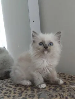 Фото №3. Gorgeous GCCF ragdoll kittens... Германия