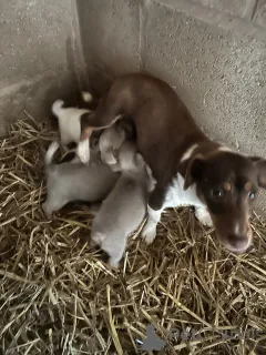 Дополнительные фото: Kauniita miniatyyri-jackrussellinterrierin pentuja Meillä on kaunis 4 pennun