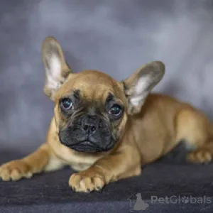 Фото №3. Французский бульдог, кобель, 12 недель, готов к поездке домой..  Германия