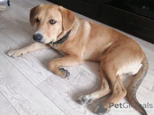 Фото №2 к объявлению №164578 о продаже беспородную - купить в Беларуси частное объявление