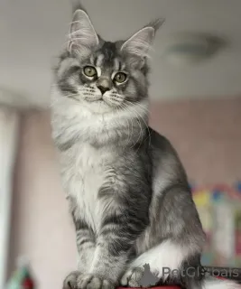 Фото №1. мейн-кун - купить в Баден-Бадене за 97₽. Объявление №163175