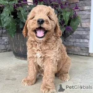 Фото №1. беспородная - купить в Аалборг за 32468₽. Объявление №151549