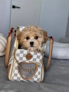 Дополнительные фото: Разведение я делаю со страстью