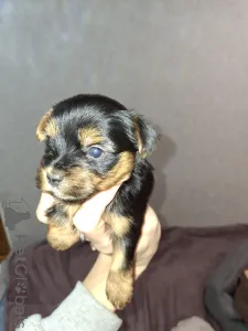 Дополнительные фото: Чистокровные щенки Йоркширского Терьера