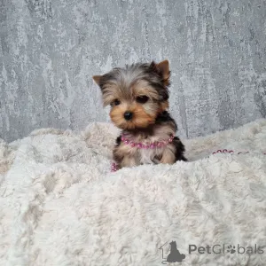 Фото №3. В центре внимания усыновление ко Дню Святого Валентина свяжитесь с WhatsApp.  Германия