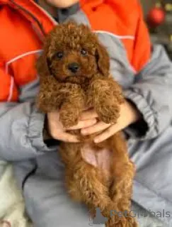 Фото №3. Игрушка Poedel Puppies te koop.  Нидерланды