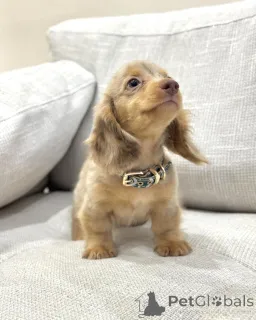 Дополнительные фото: Здоровые, игривые мини-таксы ищут постоянную семью