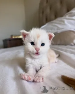 Фото №1. мейн-кун - купить в Мюнхене за 32468₽. Объявление №150584