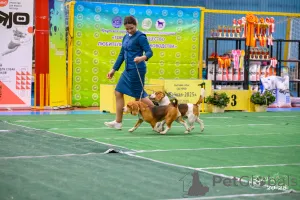 Фото №2 к объявлению №149741 о продаже бигля - купить в России частное объявление