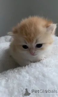 Дополнительные фото:  Британские котята золотая шиншилла девочки 