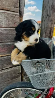 Фото №3. Берно калну шуну шунюкай..  Литва