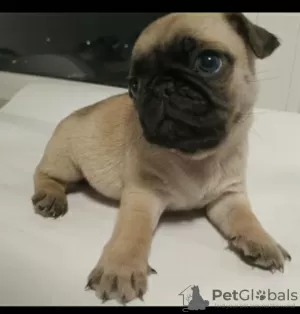 Дополнительные фото: pug