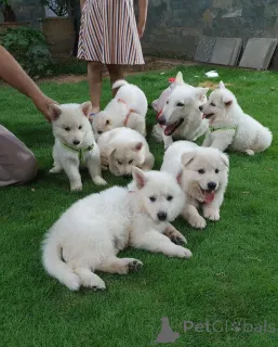 Фото №1.  - купить в Мюнхен-Флугхафен за договорная. Объявление №158041