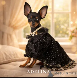 Дополнительные фото: Красивый нежный маленький мальчик маленького размера без брака с родословной