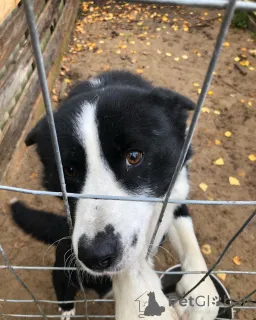 Фото №2 к объявлению №164334 о продаже карельскую медвежью собаку - купить в Финляндии частное объявление