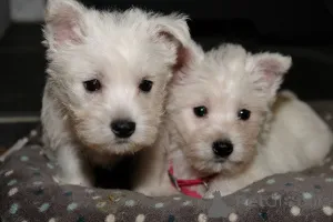 Дополнительные фото: Потрясающие щенки вест-хайленд-терьера