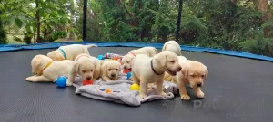 Фото №3. Labrador Retriever Puppies.  Германия