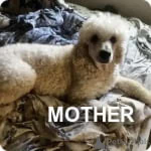 Фото №2 к объявлению №147536 о продаже пуделя (той) - купить в США частное объявление