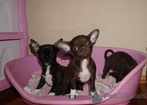 Дополнительные фото: Шоколадные девочки г/ш , девочка д/ш, и мальчики пушистые шоколадные и