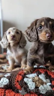 Фото №3. Dackelwelpen Zum Verkauf..  Германия