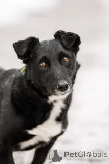 Дополнительные фото: В хорошие руки отдадим симпатягу парня по имени Шнырек!