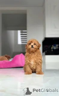 Фото №1. мальтийская болонка - купить в Киеве за договорная. Объявление №164612