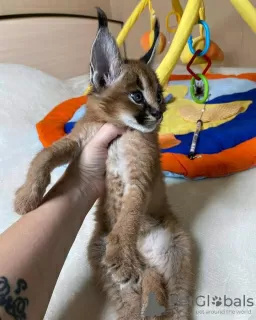 Дополнительные фото: des très beaux chatons, Caracal Savannah F1 и доступные сервалы