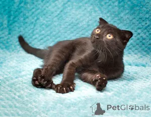 Дополнительные фото: Роскошный черный котенок Марио, метис шотландской вислоухой ищет дом