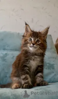 Дополнительные фото: Котята мейн-кун