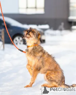 Дополнительные фото: Редкой внешности собачка ищет дом